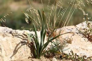 les plantes vertes et les fleurs poussent sur les pierres photo