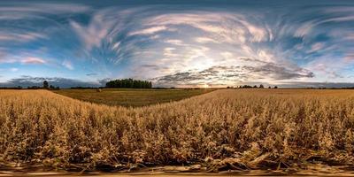 panorama hdri sphérique complet et harmonieux vue d'angle à 360 degrés parmi les champs d'avoine au coucher du soleil d'été avec de beaux nuages en projection équirectangulaire. prêt pour la réalité virtuelle vr ar photo