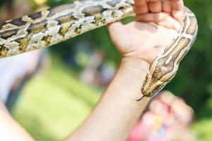 tête de python réticulé entre les mains de l'homme photo