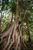 nouvel arbre, vieilles racines photo