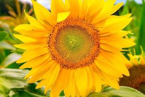 tournesols jaune vif en pleine floraison dans le jardin pour l'huile améliore la santé de la peau et favorise la régénération cellulaire photo