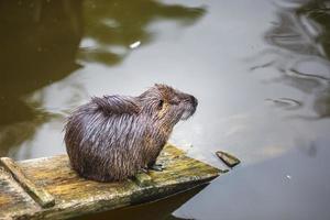 un rat musqué est assis sur une planche de bois au bord d'un lac au bord de l'eau photo