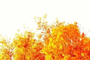 feuilles d'automne aux couleurs vives photo