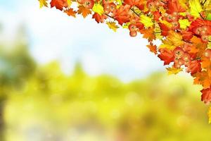 paysage d'automne. belles feuilles. arbres colorés photo