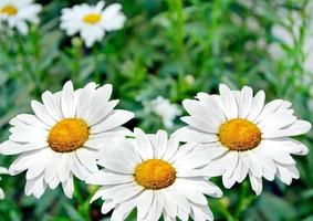 marguerites de fleurs sauvages. paysage d'été. fleurs de camomille blanche photo