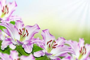 Lis de belles fleurs colorées sur le fond du paysage d'été. photo