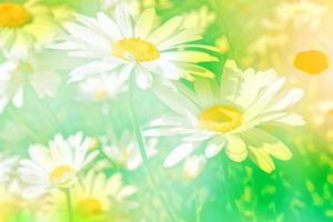 fleurs de marguerite blanches lumineuses sur fond de paysage d'été. photo