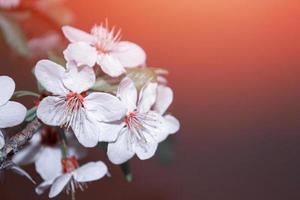 paysage de printemps. branche de cerisier en fleurs. la nature photo