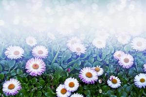 marguerites de fleurs sauvages. camomilles dans l'herbe verte, gros plan photo