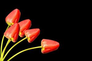 fleurs de printemps tulipes photo