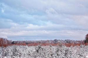 forêt sous le gel. paysage d'hiver. arbres couverts de neige. photo