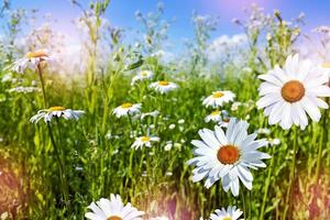 marguerites de fleurs sauvages. paysage d'été. photo