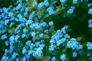 fleurs sauvages me-nots sur le fond du paysage d'été. photo