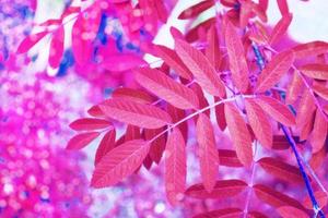 paysage d'automne avec un feuillage coloré et lumineux. été indien. photo