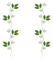 branche de fleurs de jasmin isolé sur fond blanc photo
