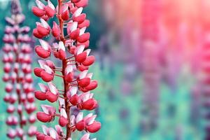 paysage d'été avec de belles fleurs de lupin lumineuses photo