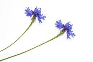 bleuet fleur sauvage photo