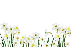 Narcisse fleurs de printemps isolé sur fond blanc photo