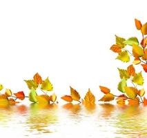 feuilles d'automne isolés sur fond blanc. photo