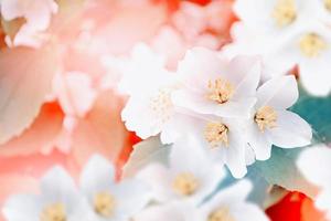 paysage de printemps avec de délicates fleurs de jasmin. fleurs blanches photo