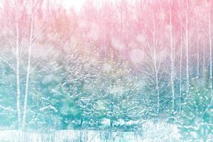 forêt d'hiver gelée avec des arbres couverts de neige. photo