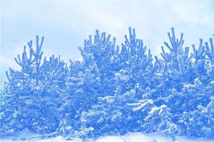 forêt d'hiver gelée avec des arbres couverts de neige. photo