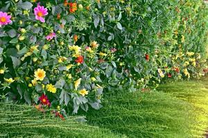 dahlia de fleurs colorées sur le fond du paysage d'été photo