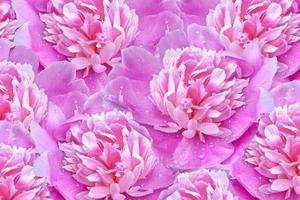 pivoines de fleurs aux couleurs vives photo