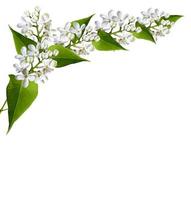 branche de fleurs lilas isolé sur fond blanc photo