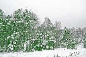 forêt sous le gel. paysage d'hiver. arbres couverts de neige. photo