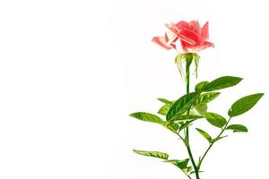 roses de bourgeon de fleur sur un fond blanc photo
