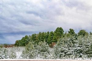 forêt sous le gel. paysage d'hiver. arbres couverts de neige. photo