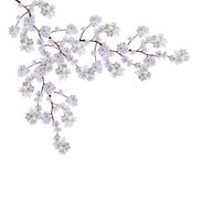 Branche de fleurs de pomme blanche isolée sur fond blanc photo