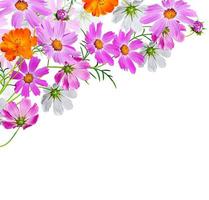 fleurs cosmos. fleurs de printemps en fleurs. photo