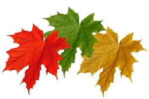feuillage d'automne aux couleurs vives photo