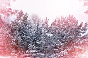 forêt d'hiver gelée avec des arbres couverts de neige. photo