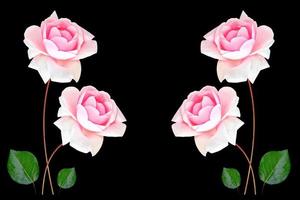 roses de bourgeon de fleur sur un fond noir photo