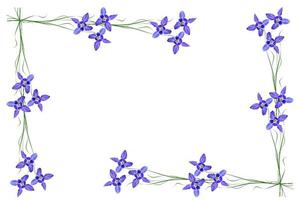 Cloches de fleurs bleu isolé sur fond blanc photo