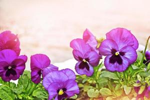 fleurs de pensée colorées lumineuses sur fond de paysage d'été. photo