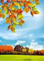 paysage d'automne. la nature. photo