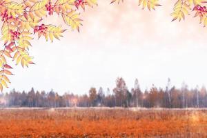 paysage d'automne avec un feuillage coloré et lumineux. été indien. photo