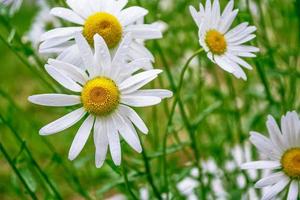 fleurs de marguerite blanches lumineuses sur fond de paysage d'été. photo