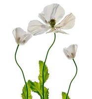 coquelicots fleurs isolés sur fond blanc. photo