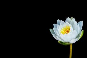 fleur de nénuphar isolé sur fond noir. photo