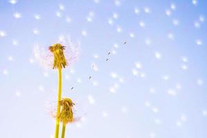 fleur de pissenlit moelleuse sur fond de paysage d'été. photo