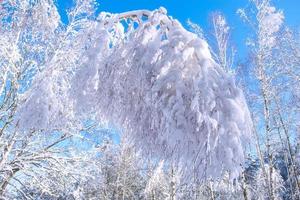 forêt d'hiver gelée avec des arbres couverts de neige. photo