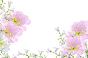 fond naturel floral de fleurs colorées lumineuses photo