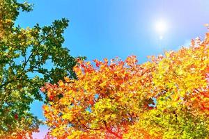 paysage d'automne avec des arbres lumineux colorés. été indien photo