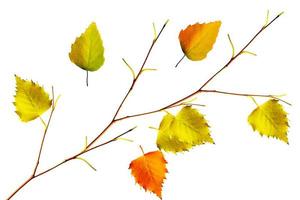 feuilles d'automne isolés sur fond blanc. photo