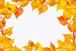 feuilles d'automne aux couleurs vives photo